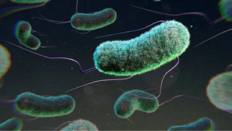 Bactería