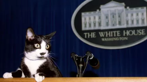 día-del-gato-20-de-febrero-cuántos-hay-en-México