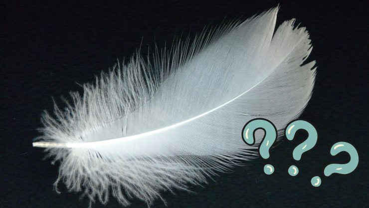 Qué significa encontrar plumas de ave en tu casa