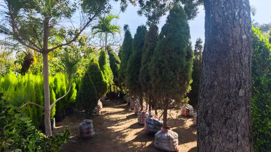 Encuentra Árboles de Navidad Naturales Baratos en Tuxtla Gutiérrez: Dónde Comprar, Precios y Cuidados EsencialesEncuentra Árboles de Navidad Naturales Baratos en Tuxtla Gutiérrez: Dónde Comprar, Precios y Cuidados Esenciales