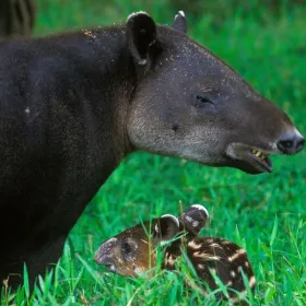 Tapir de Baird El rol crucial de este animal en la regeneración de la vegetación.jpg
