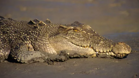 Ubicación y lo que se sabe del cocodrilo que estaría en Cuautitlán Izcalli