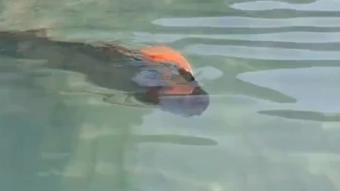 Avistamiento de un pez remo causa alarma en Baja California Sur.