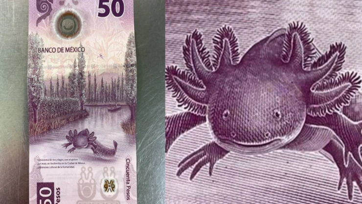 billete del ajolote