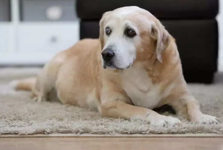 Familia abandona a su perro de 14 años y él llora (VIDEO)