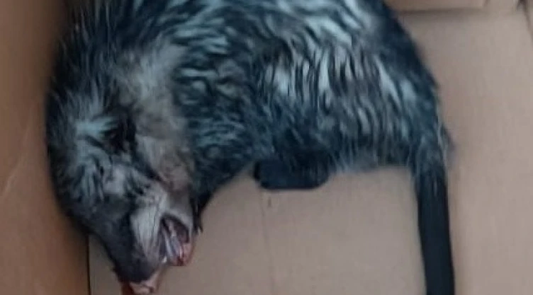 tlacuache_herido_bosques_de_las_lomas.jpeg