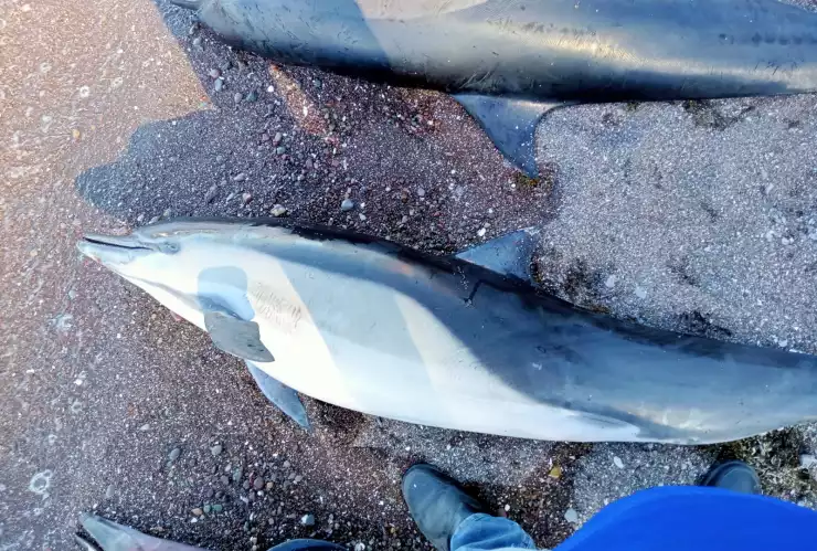 delfines común en costas de Baja California Sur.