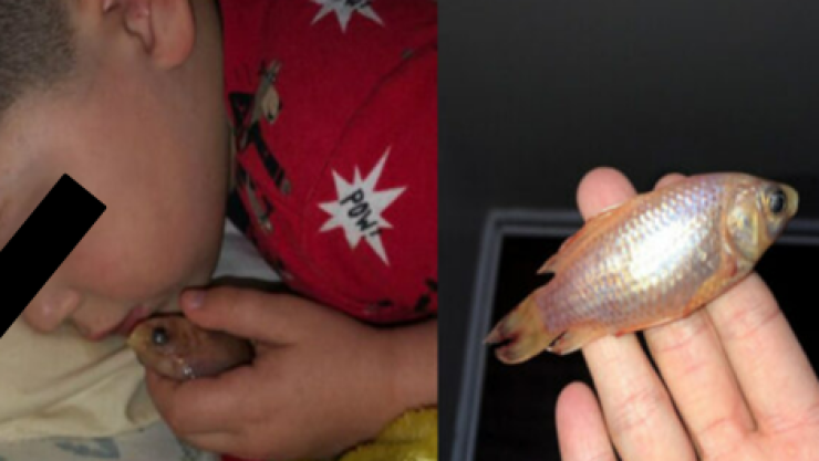 Niño mata a su mascota sin querer por quererlo abrazar