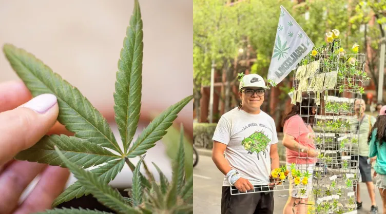 marcha 420 marihuana 2025