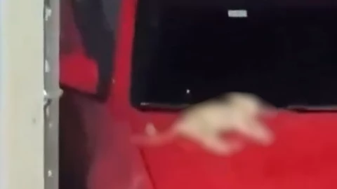 Perrito edificio República Dominicana.png