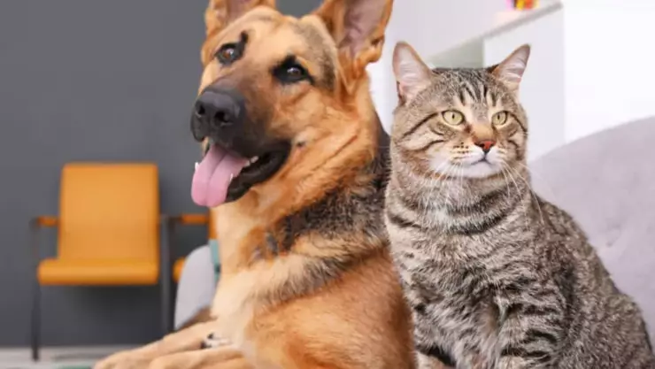 gatos como mascota