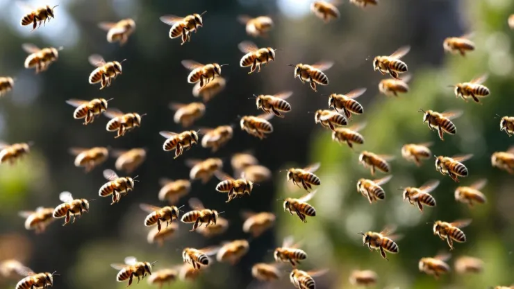 ¡Abuelita MUERE tras ser picada por ENJAMBRE DE ABEJAS, en este municipio de Michoacán! Esto pasó .jpg