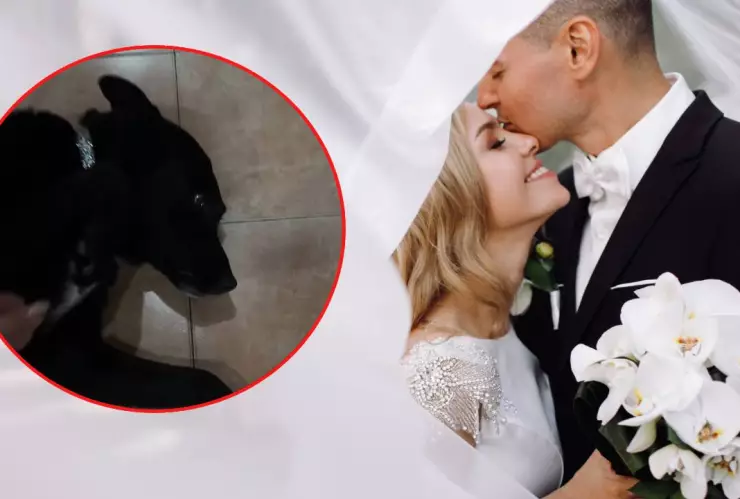 perrita indignada por boda