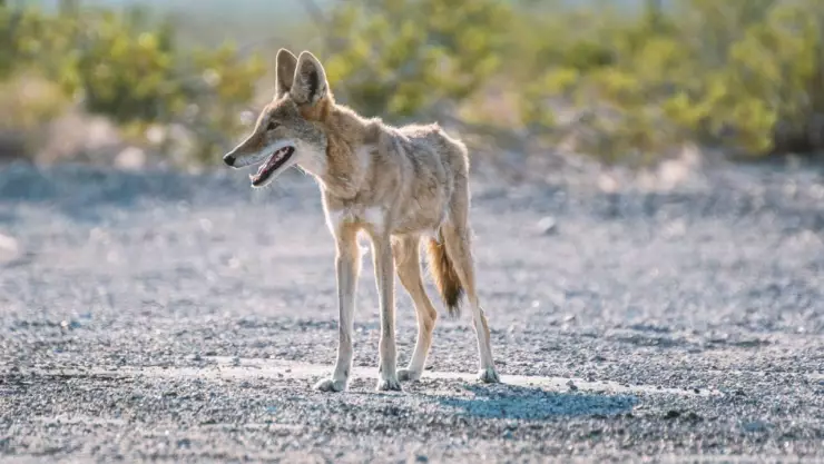 ¿Cómo llegó hasta ahí? Encuentran un coyote colgado con una rata en la boca; estaba en cables eléctricos