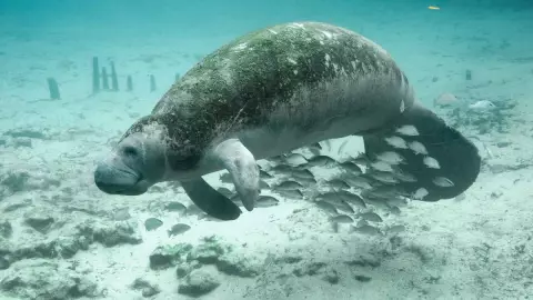 ¿Que es un manatí?.