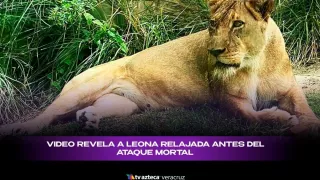 Leona ataque en Brasil