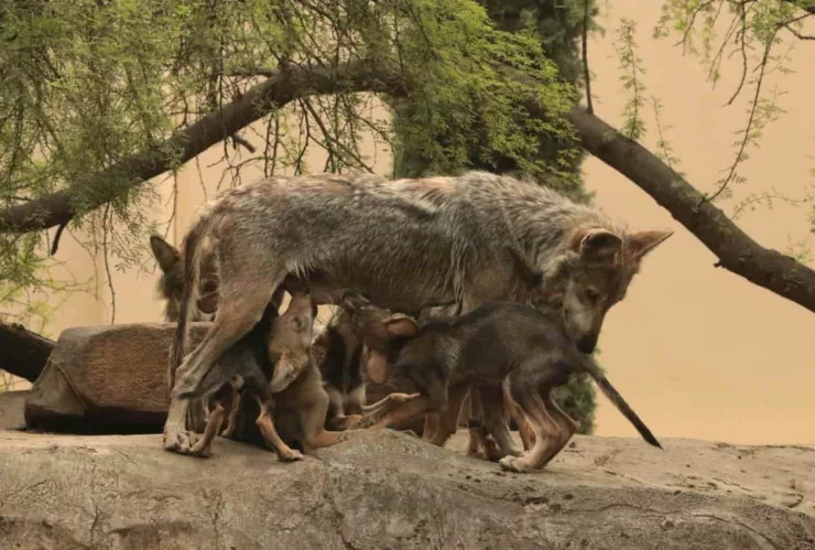 Nace camada de lobo gris en ciudad Victoria
