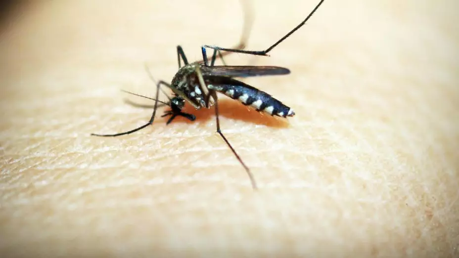 Refuerzan acciones de prevención del paludismo en Isla Mujeres.jpg