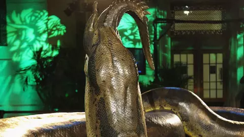 Descubren la serpiente más grande de la historia en Colombia tatinoboa