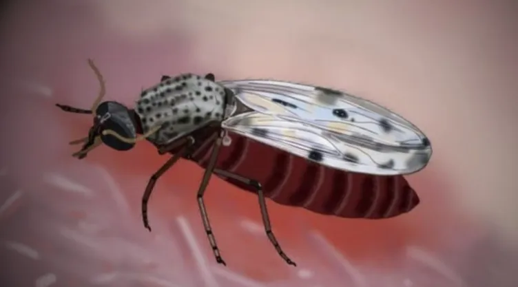 Virus de Shamonda y mosquitos Culicoides.