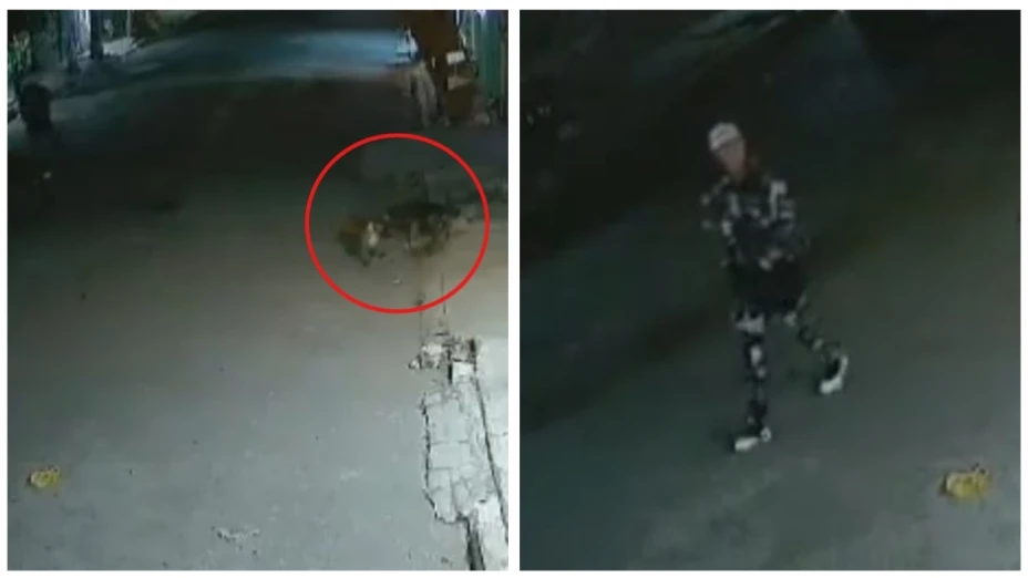 Brutal asesinato de un perro callejero en Valle de Chalco, Estado de México
