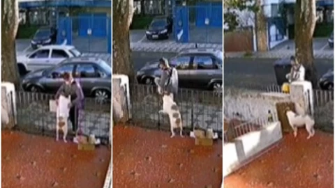 perro robo suéter.jpg