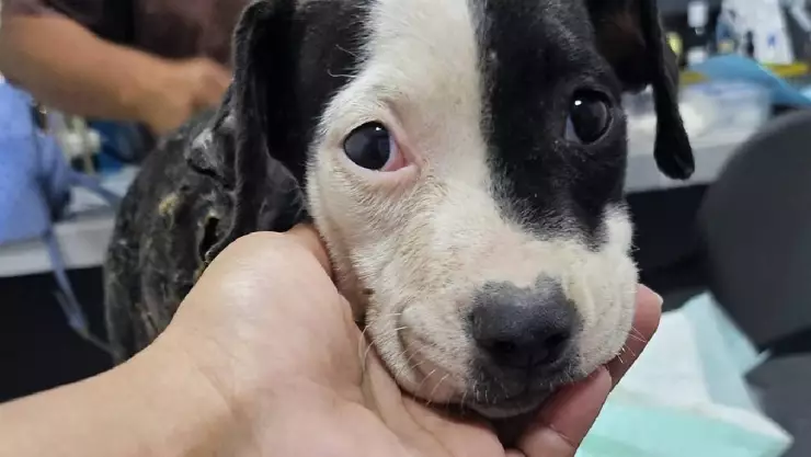 FOTO_ Reportan otro presunto caso de maltrato animal en Yucatán