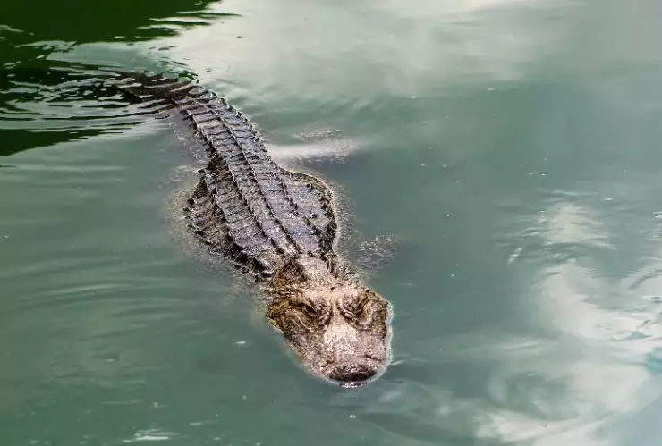 Cocodrilo ataca a mujer, logran salvar a niño