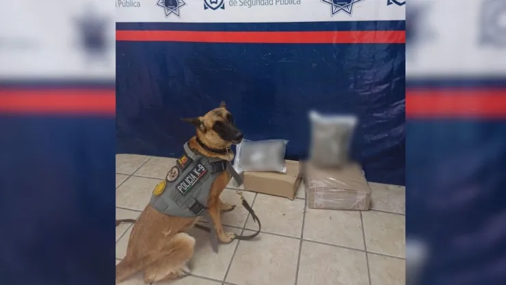 En Torreón, agente canina Olivia detecta droga en paquetería al oriente.jpg
