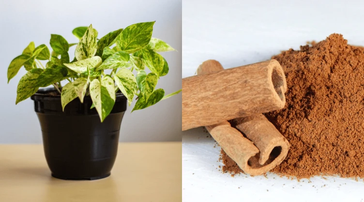 ¿Cuáles son los beneficios de espolvorear canela en las plantas de interior ‘potus’.png