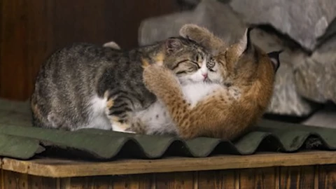 Insólito, este lince terminó siendo criado por una gatita