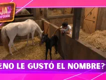 ¿No le gustó el nombre? Kevyn “Bicolor” confiesa cómo quería llamar al potrillo de La Granja VIP