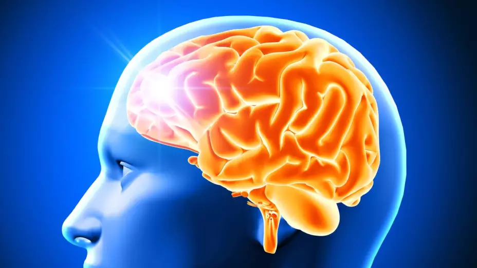 BRAIN.jpg