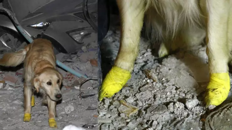 Perro rescatista con patitas lastimadas salvó a 5 personas en Turquía
