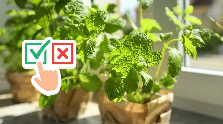 como plantar menta en casa