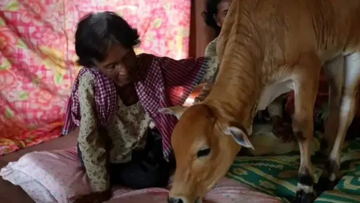 Mujer se casa con una vaca porque afirma que es la reencarnación de su esposo