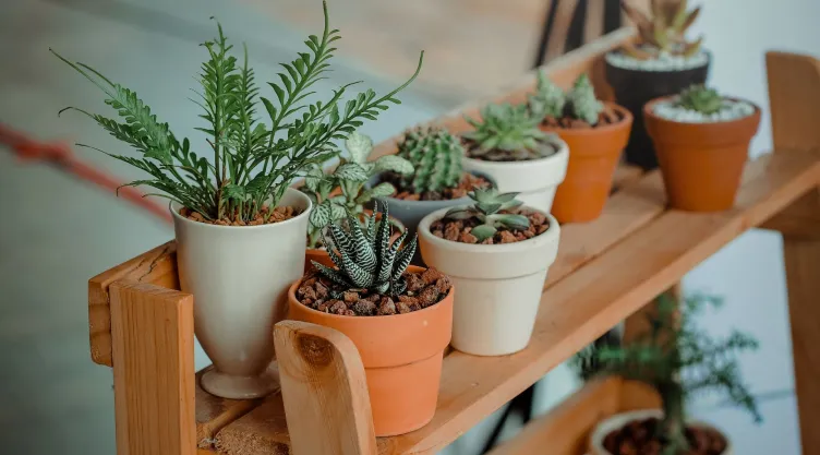 La planta que debes regalar a una persona Escorpio