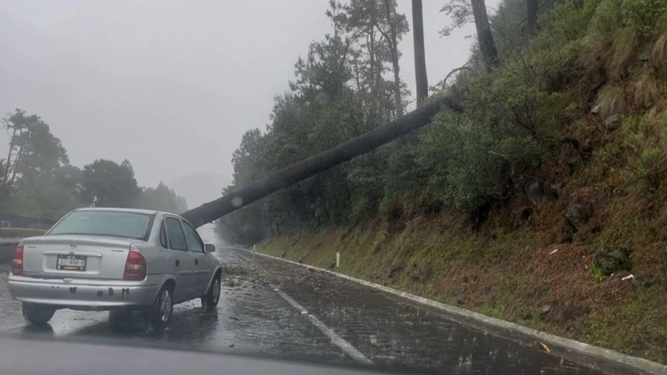 Caída-de-árbol-provoca-caos-en-la-autopista-México-Cuernavaca