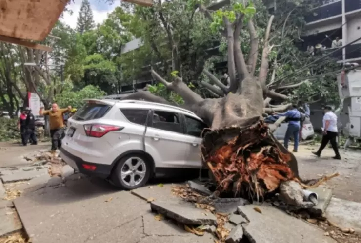 ¿Quién paga los daños si le cae un árbol a mi carro en CDMX?