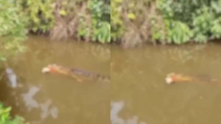 VIDEO | Captan a un cocodrilo arrastrando el cuerpo de una mujer en Indonesia