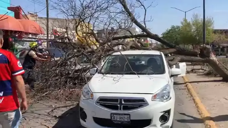 Ce árbol sobre autos en bulevar San Pedro