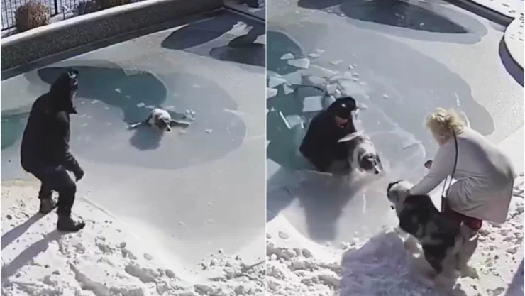 video_perro.jpg