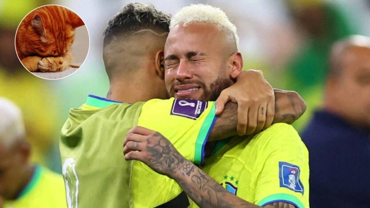 Eliminación Brasil por maldición del michi 