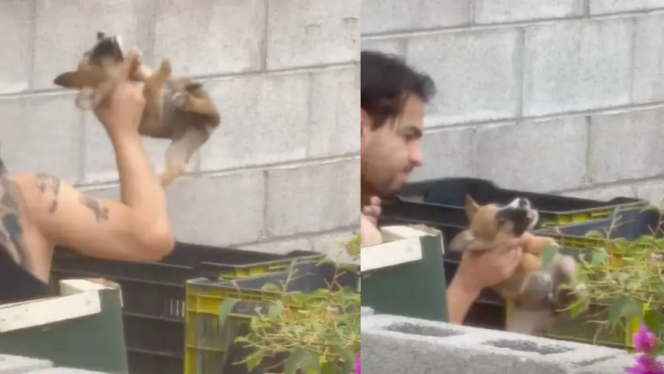 maltrato animal