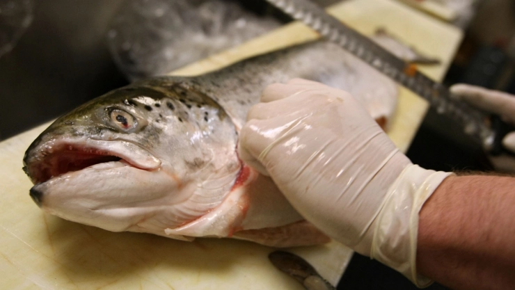 ¿Cuáles son los beneficios de comer pescado azul para la salud?.jpg