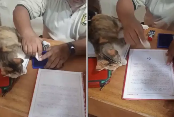 Maestro sella tareas con la patita de su gato y se vuelve viral en redes sociales.png