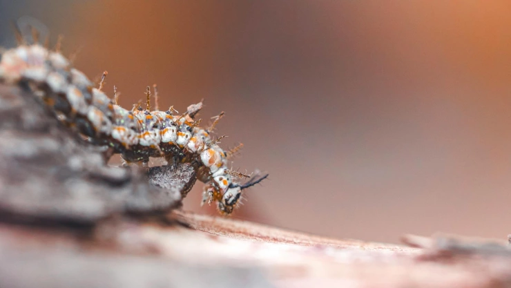 Oruga que recolecta huevos en Hawai.jpg