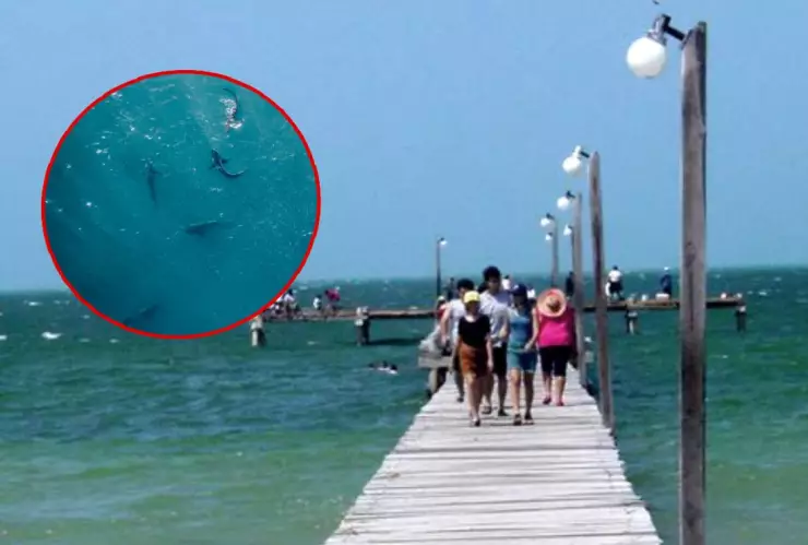 esto sabemos avistamiento tiburones telchac puerto