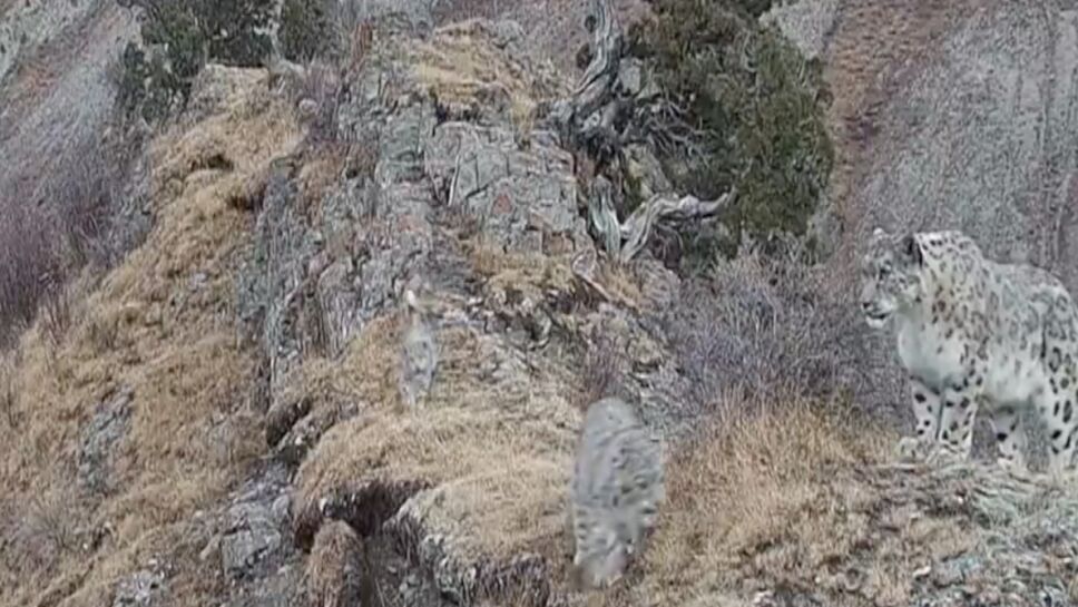 leopardo-de-las-nieves-peligro-extincion.jpg