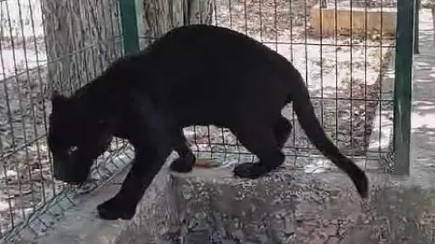 Aseguran a jaguar engro que presentó una lesión y que no fue tratada de forma adecuada